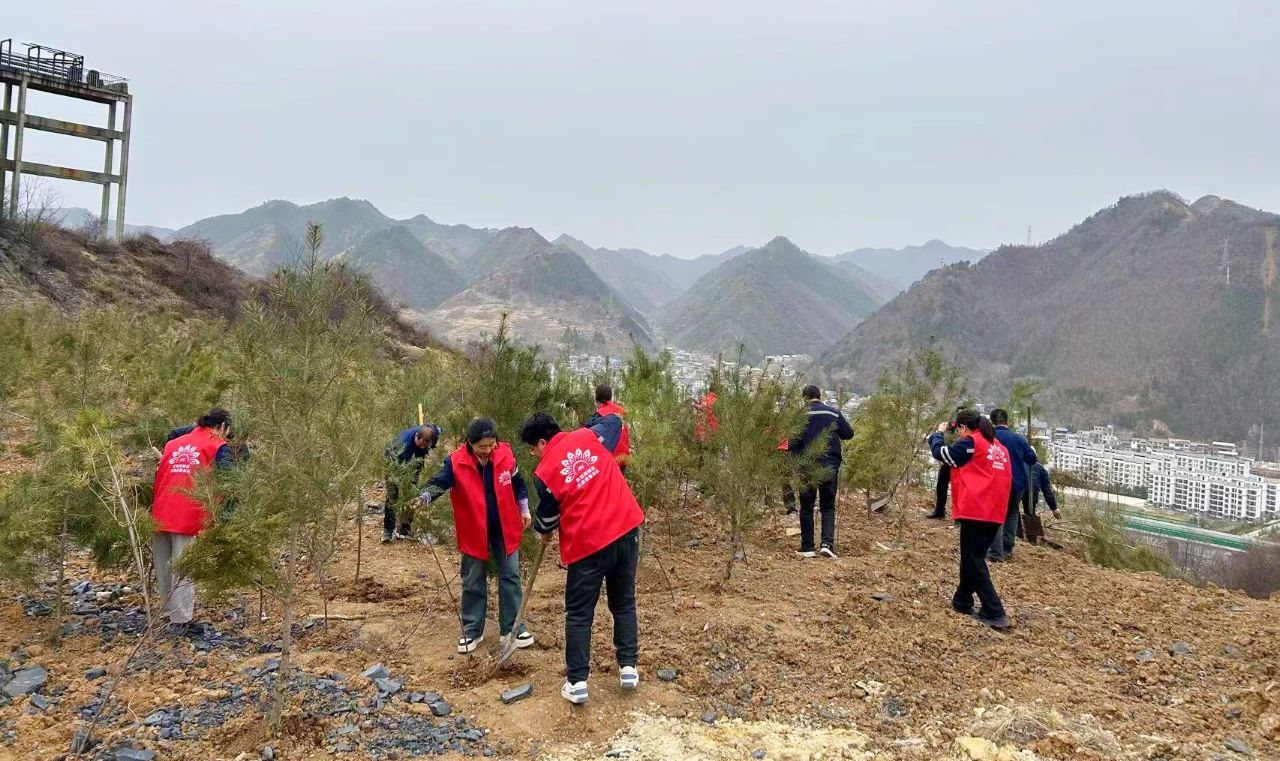 五洲矿业机关党支部开展义务植树活动